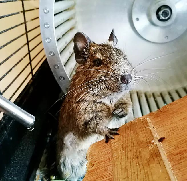 Why Homeowners & Businesses Trust Us Romeoville, IL